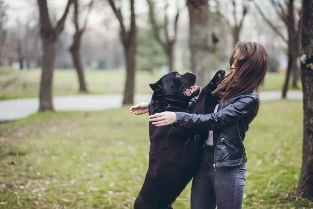 Dog behaviour expert shares strategy to stop your pet from jumping at people