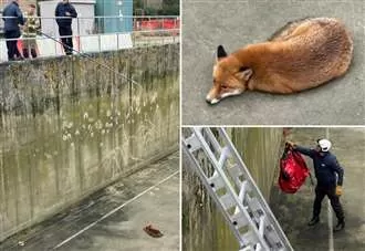 Fox rescued from 25-foot tank at water treatment plant