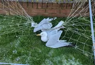Gull tangled in football net among charity’s 2025 top rescues