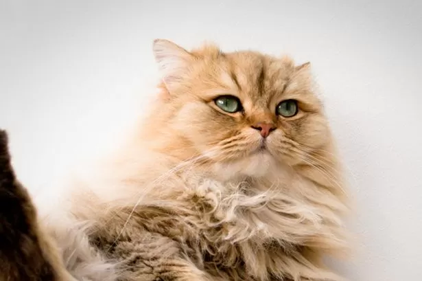 3 reasons your cat keeps knocking items off tables – and you could be to blame