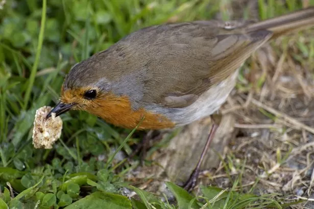 Warning raised to UK households over feeding Robins breadcrumbs